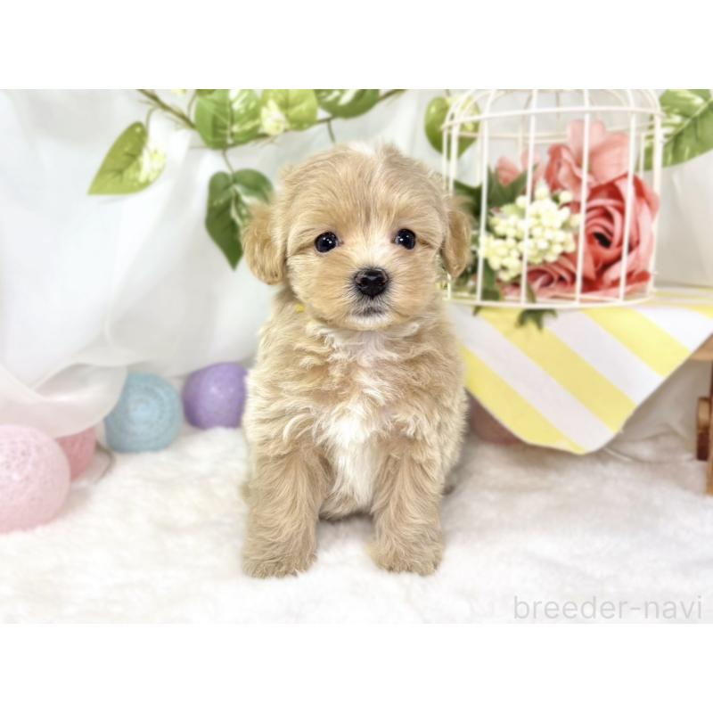 販売中の滋賀県のマルプー:マルチーズ×トイプードル-438160の4枚目