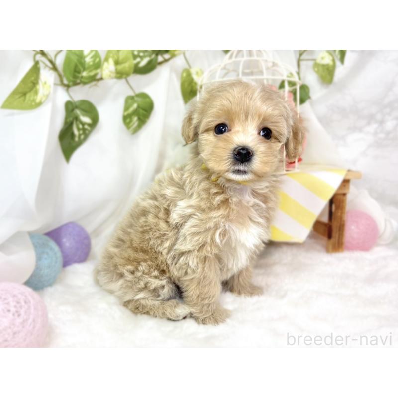 販売中の滋賀県のマルプー:マルチーズ×トイプードル-438160の3枚目