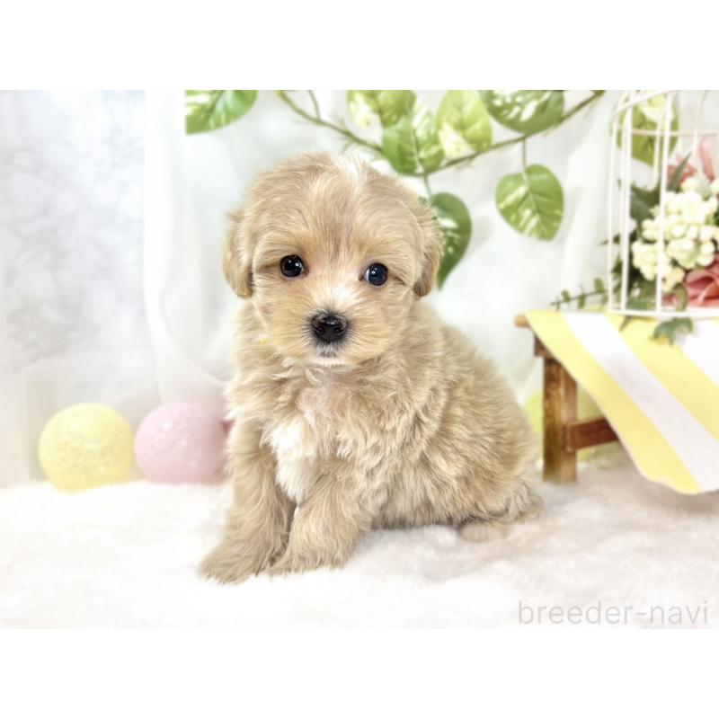 販売中の滋賀県のマルプー:マルチーズ×トイプードル-438160の2枚目