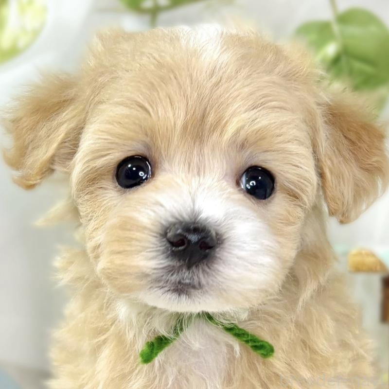 販売中の滋賀県のマルプー:マルチーズ×トイプードル-438161