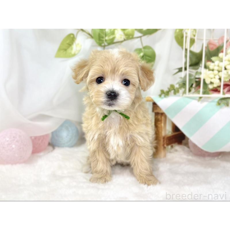 販売中の滋賀県のマルプー:マルチーズ×トイプードル-438161の4枚目