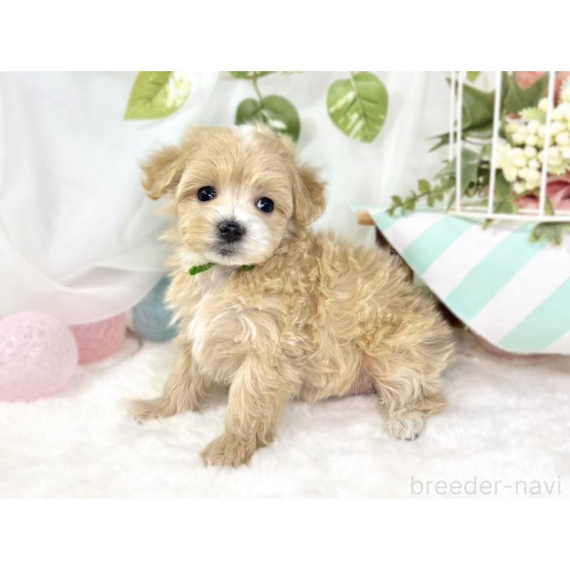 販売中の滋賀県のマルプー:マルチーズ×トイプードル-438161の3枚目