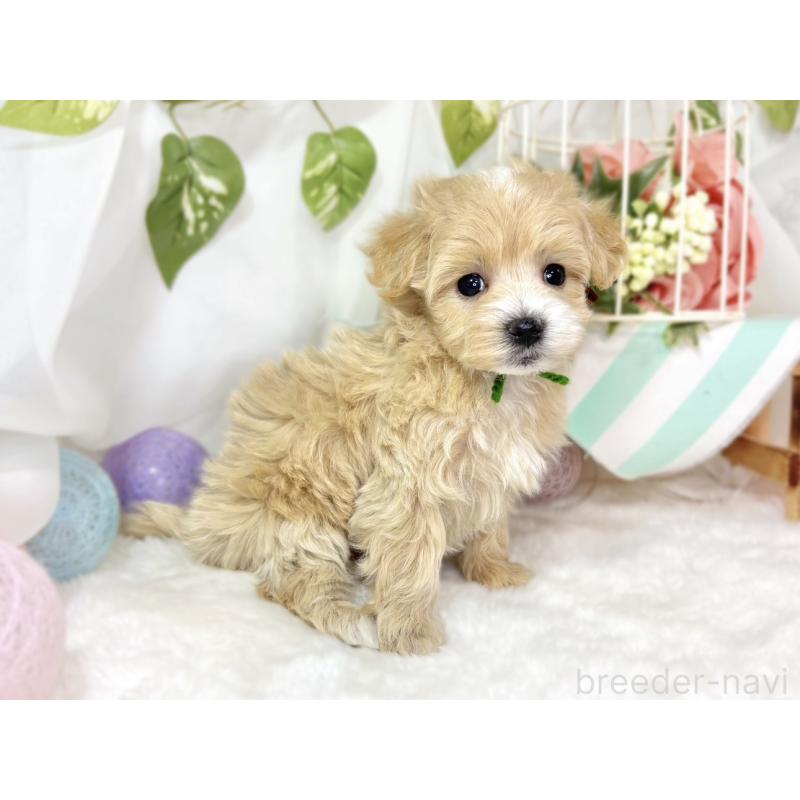 販売中の滋賀県のマルプー:マルチーズ×トイプードル-438161の2枚目