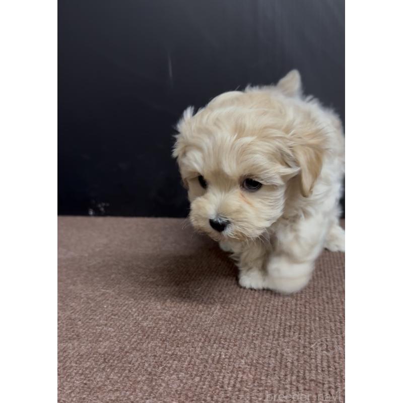 商談中の福岡県のマルプー:マルチーズ×トイプードル-435915の6枚目