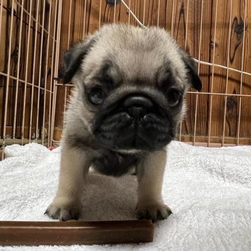 販売中の京都府のパグ-438163の5枚目