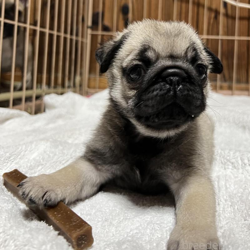 販売中の京都府のパグ-438163の4枚目