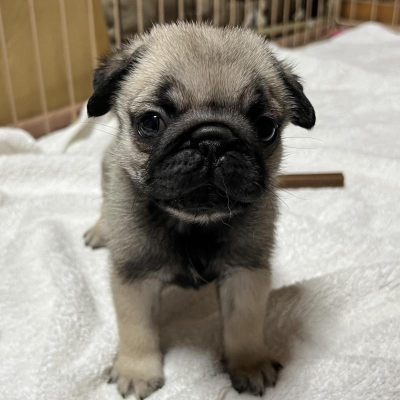 販売中の京都府のパグ-438163