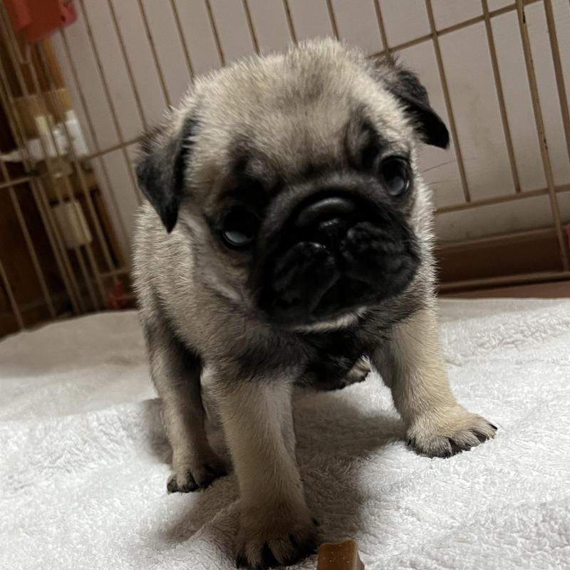 販売中の京都府のパグ-438163の3枚目