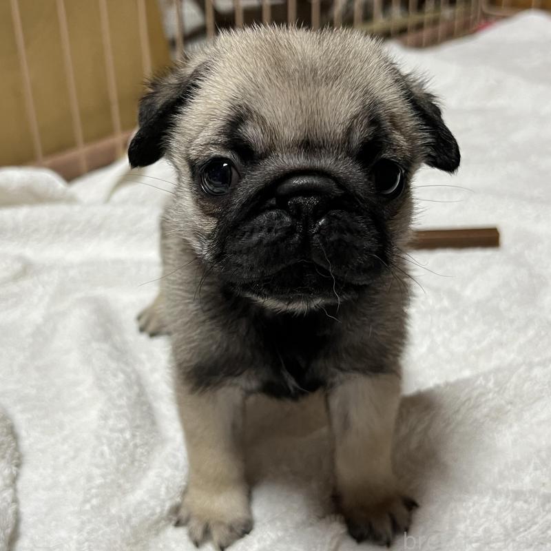 販売中の京都府のパグ-438163の2枚目