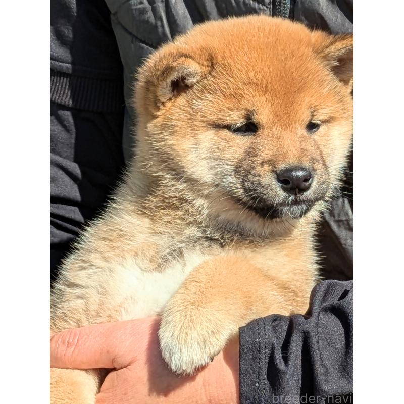 販売中の鹿児島県の豆柴-428469の4枚目