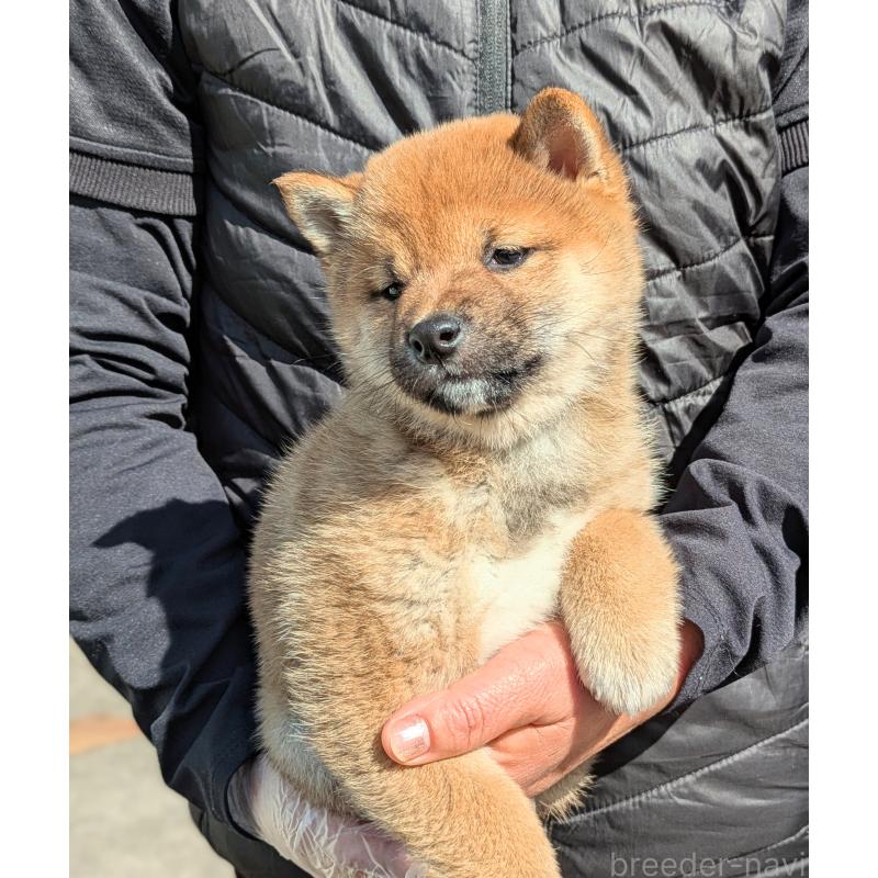 販売中の鹿児島県の豆柴-428469の3枚目