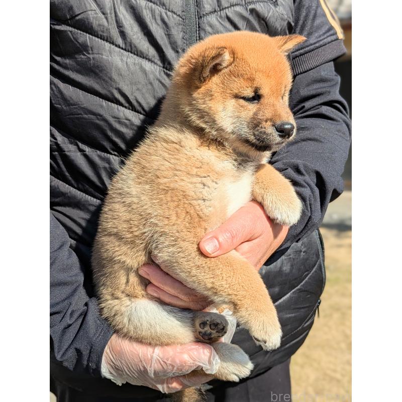 販売中の鹿児島県の豆柴-428469の2枚目