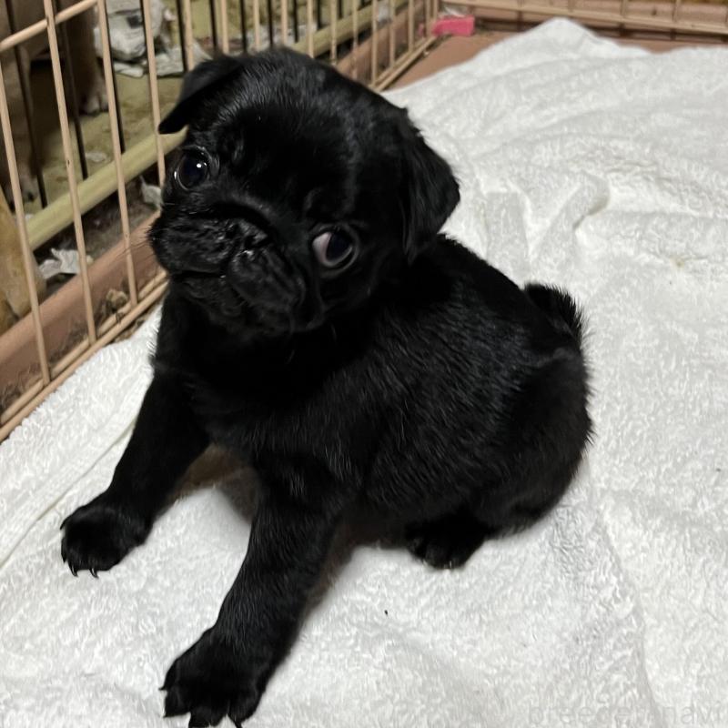 販売中の京都府のパグ-438164の4枚目