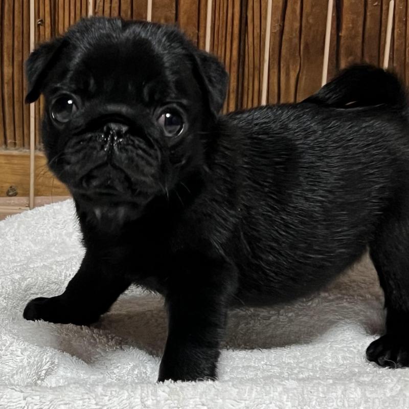 販売中の京都府のパグ-438164の2枚目