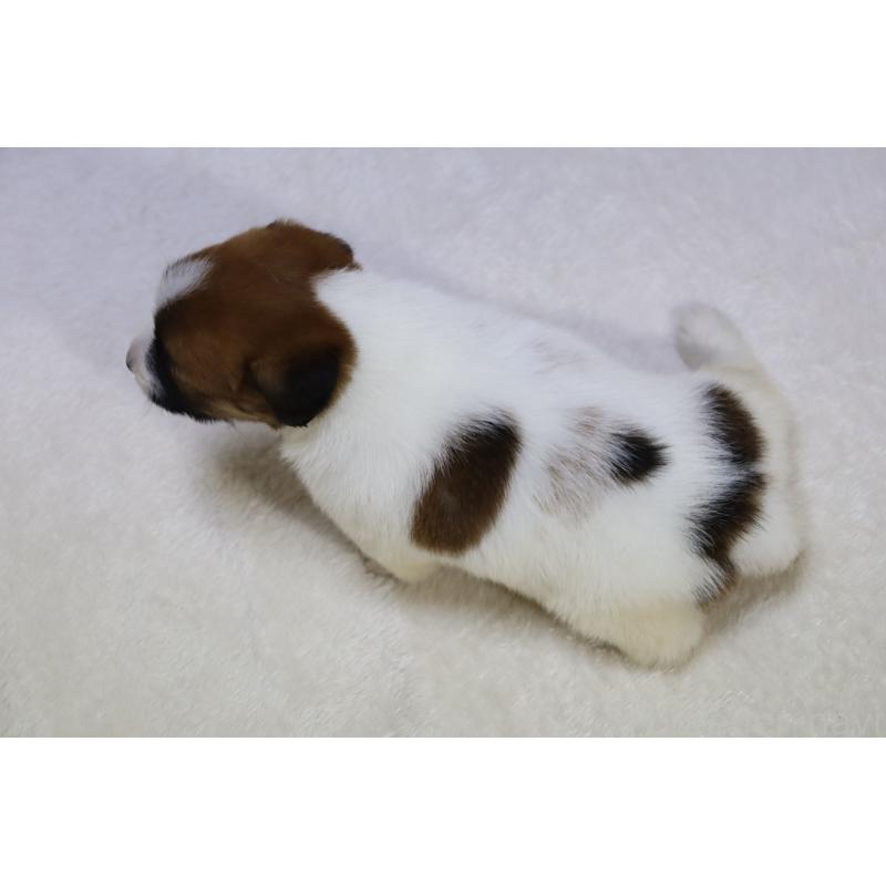 販売中の滋賀県のジャックラッセルテリア-438165の4枚目