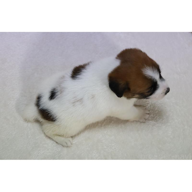 販売中の滋賀県のジャックラッセルテリア-438165の3枚目