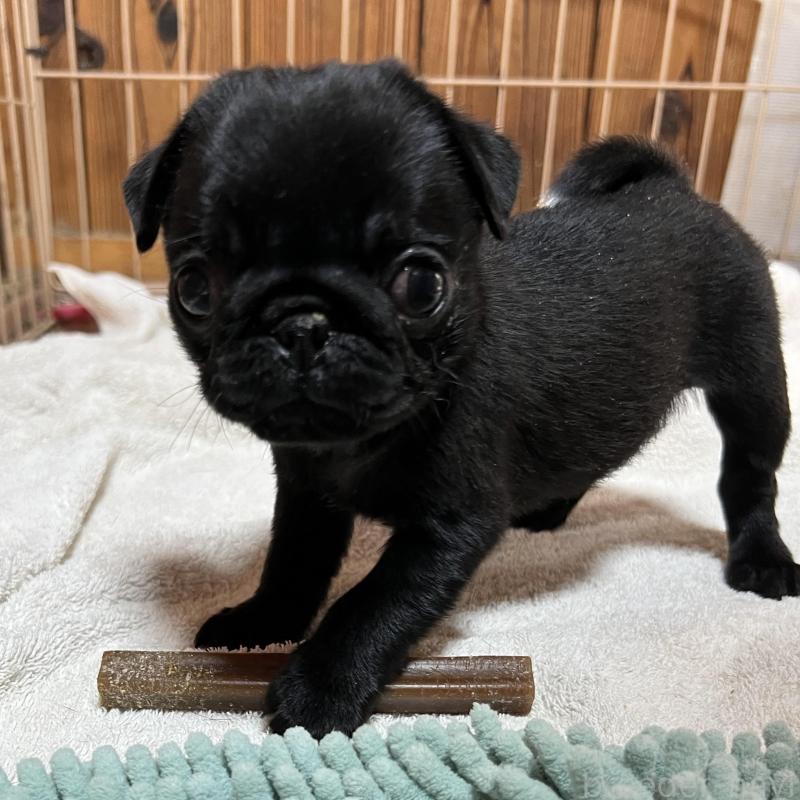 販売中の京都府のパグ-438167の4枚目