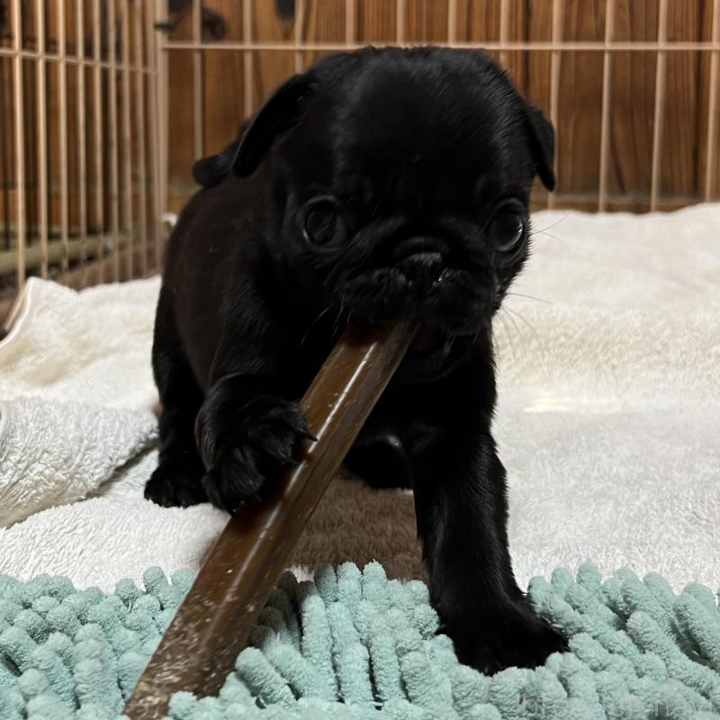 販売中の京都府のパグ-438167の1枚目