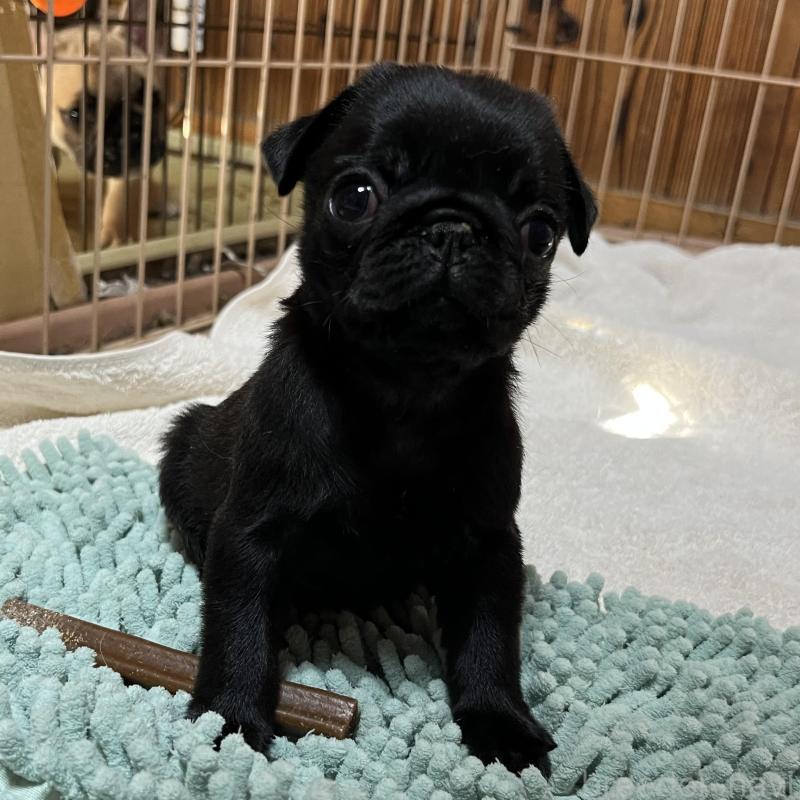 販売中の京都府のパグ-438167の3枚目