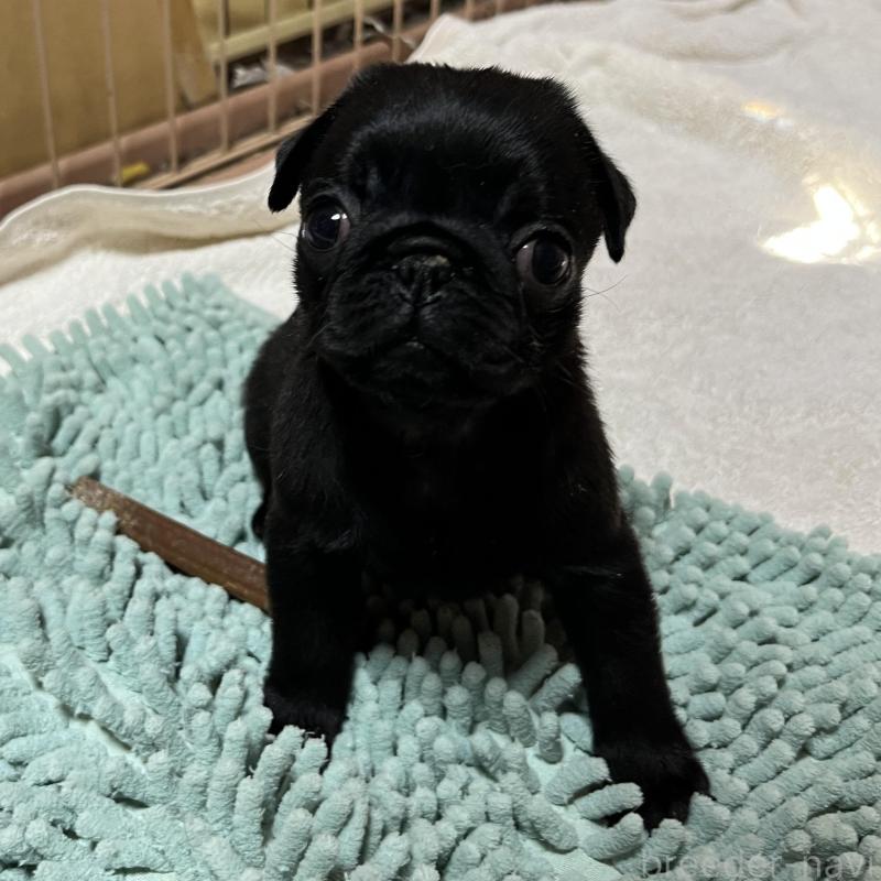 販売中の京都府のパグ-438167の2枚目