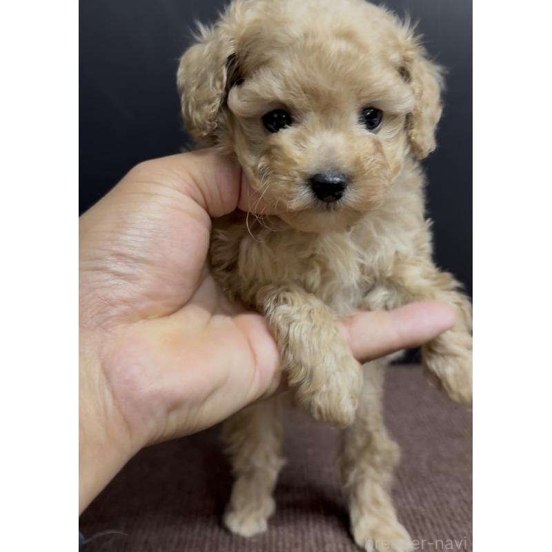 商談中の福岡県のティーカッププードル-436651の5枚目