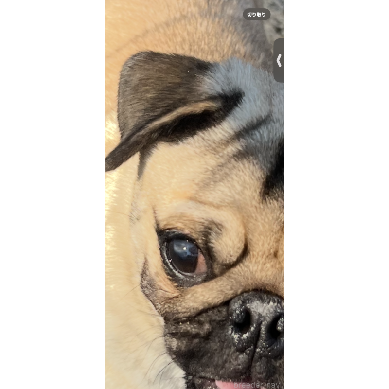 販売中の京都府のパグ-438168の4枚目