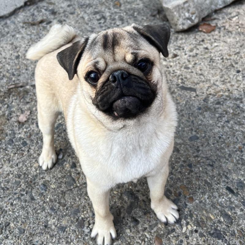 販売中の京都府のパグ-438168の2枚目