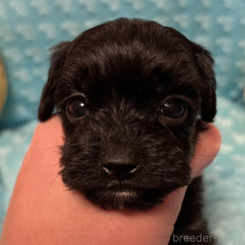 販売中の福岡県のダップー:ミニチュアダックスフンド×トイプードル-438166の1枚目