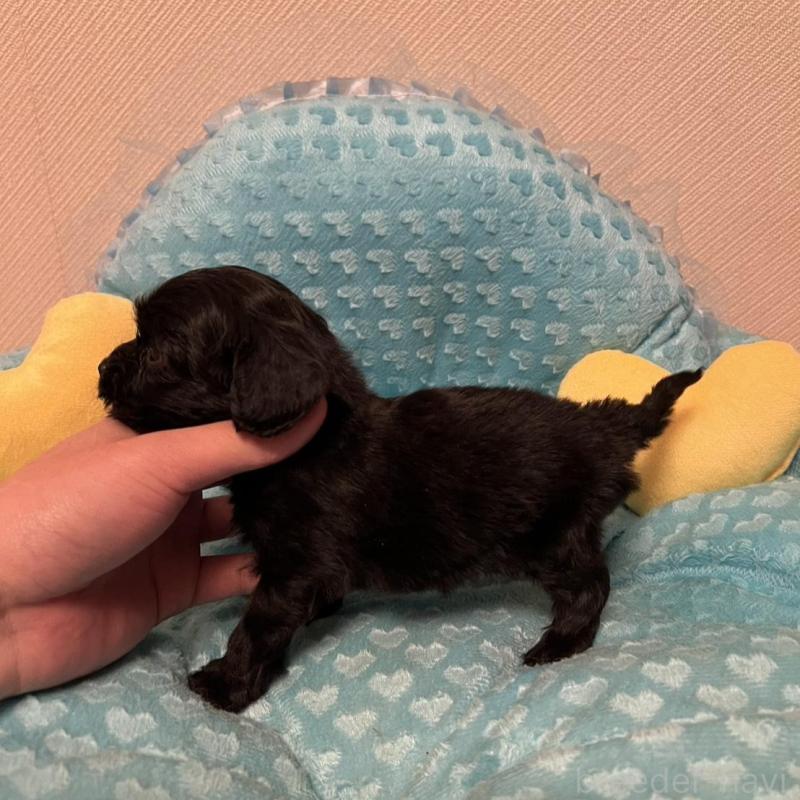 販売中の福岡県のダップー:ミニチュアダックスフンド×トイプードル-438166の6枚目