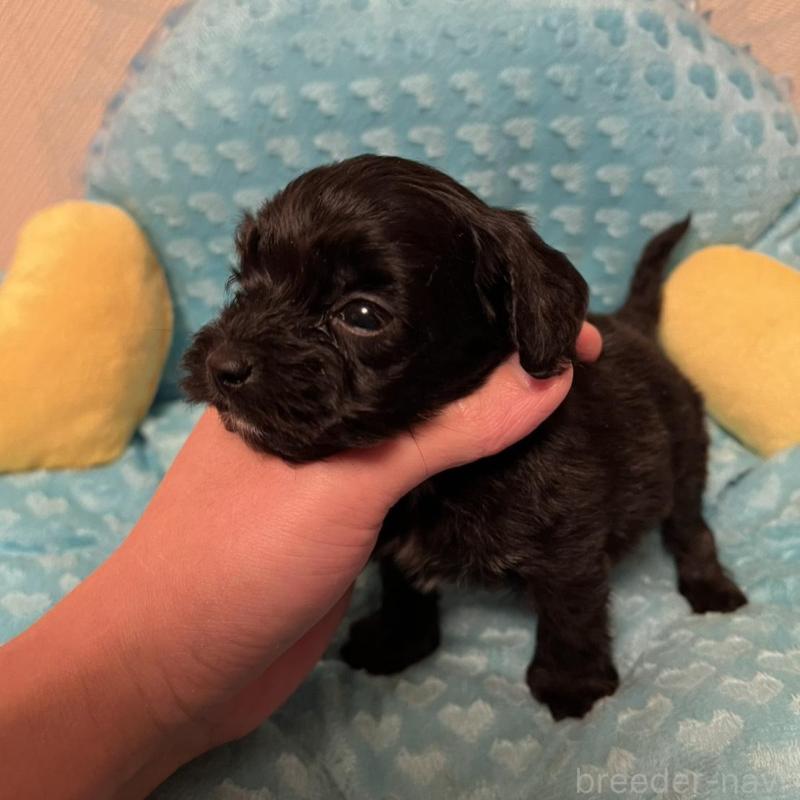 販売中の福岡県のダップー:ミニチュアダックスフンド×トイプードル-438166の5枚目