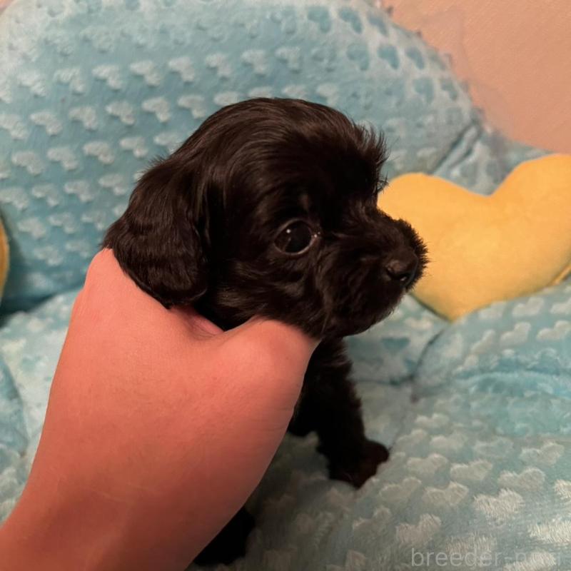 販売中の福岡県のダップー:ミニチュアダックスフンド×トイプードル-438166の4枚目