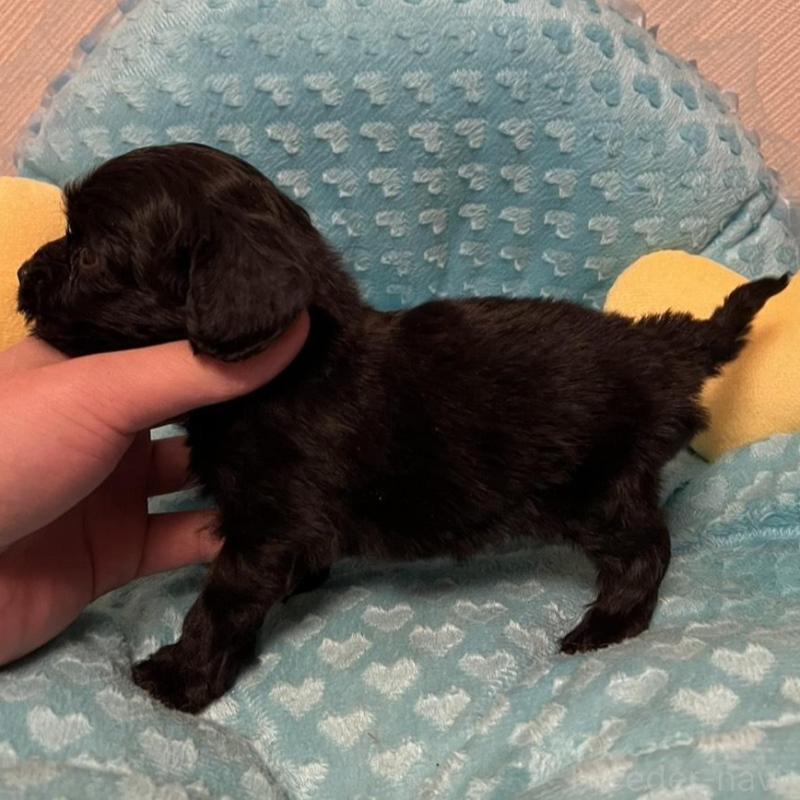 販売中の福岡県のダップー:ミニチュアダックスフンド×トイプードル-438166の3枚目