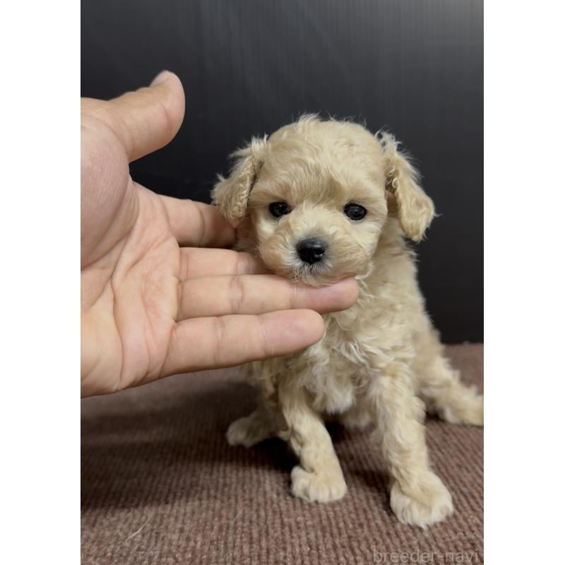 商談中の福岡県のティーカッププードル-436641の4枚目