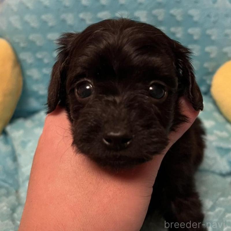 販売中の福岡県のダップー:ミニチュアダックスフンド×トイプードル-438169