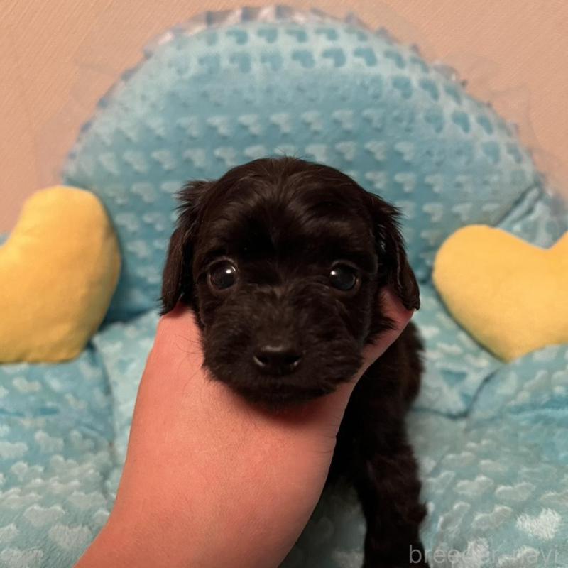 販売中の福岡県のダップー:ミニチュアダックスフンド×トイプードル-438169の5枚目