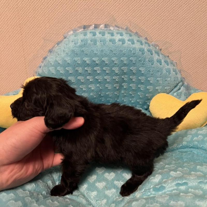 販売中の福岡県のダップー:ミニチュアダックスフンド×トイプードル-438169の4枚目