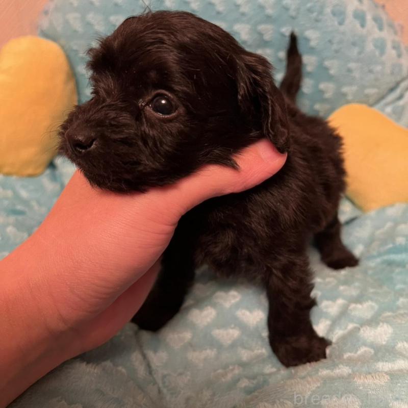 販売中の福岡県のダップー:ミニチュアダックスフンド×トイプードル-438169の3枚目