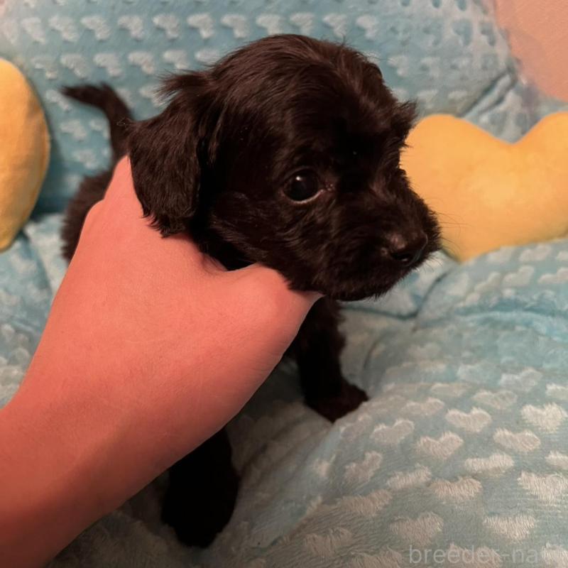 販売中の福岡県のダップー:ミニチュアダックスフンド×トイプードル-438169の2枚目