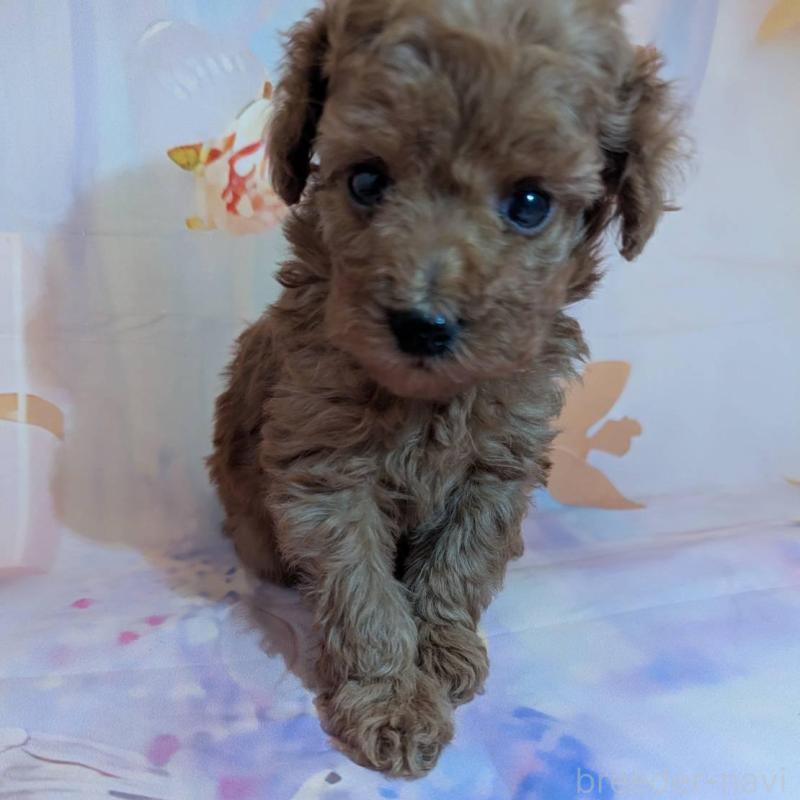 販売中の徳島県のタイニープードル-438170