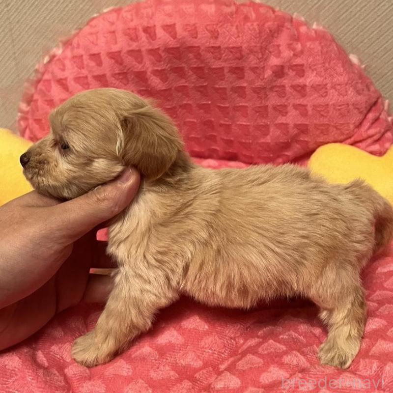 販売中の福岡県のダップー:ミニチュアダックスフンド×トイプードル-438172の6枚目