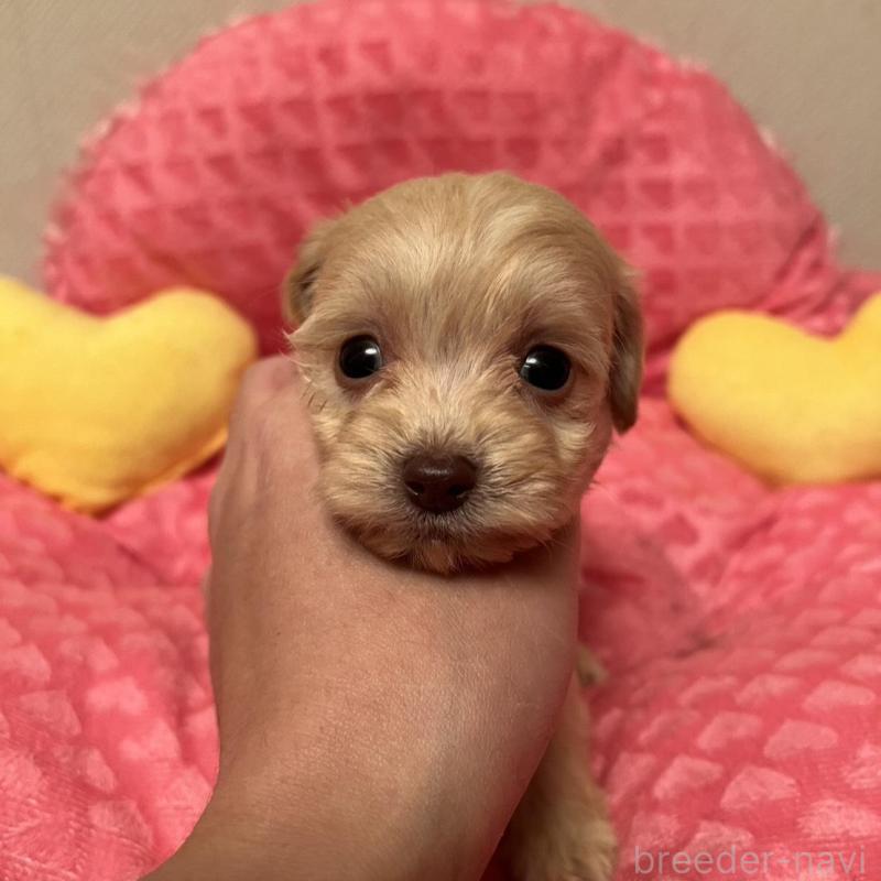 販売中の福岡県のダップー:ミニチュアダックスフンド×トイプードル-438172の5枚目