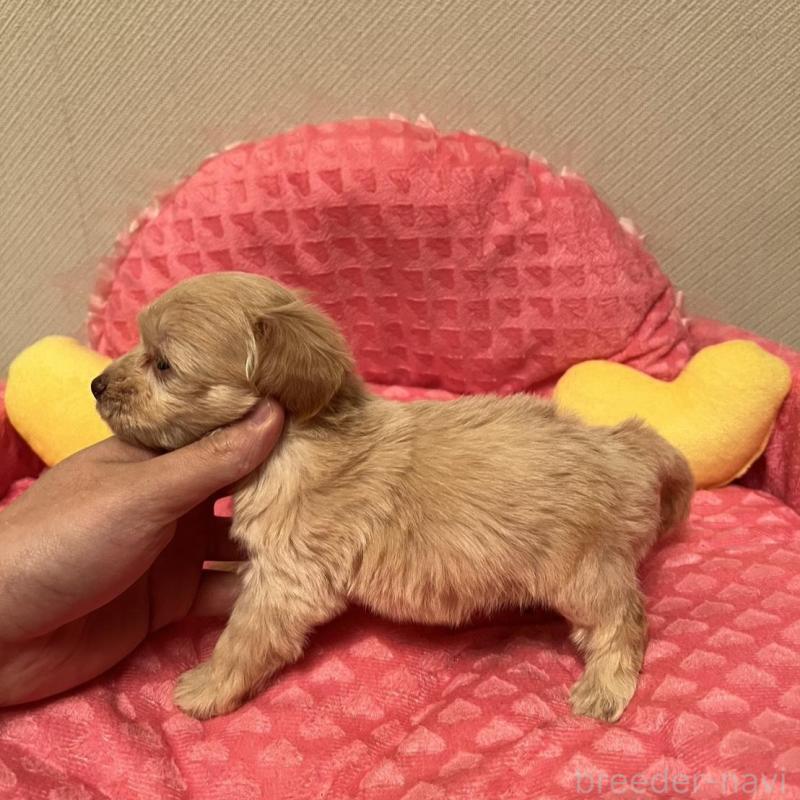 販売中の福岡県のダップー:ミニチュアダックスフンド×トイプードル-438172の4枚目