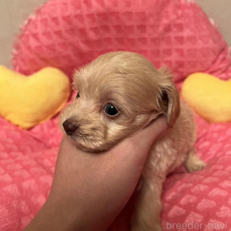 販売中の福岡県のダップー:ミニチュアダックスフンド×トイプードル-438172の3枚目