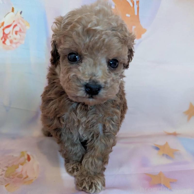 販売中の徳島県のタイニープードル-438171