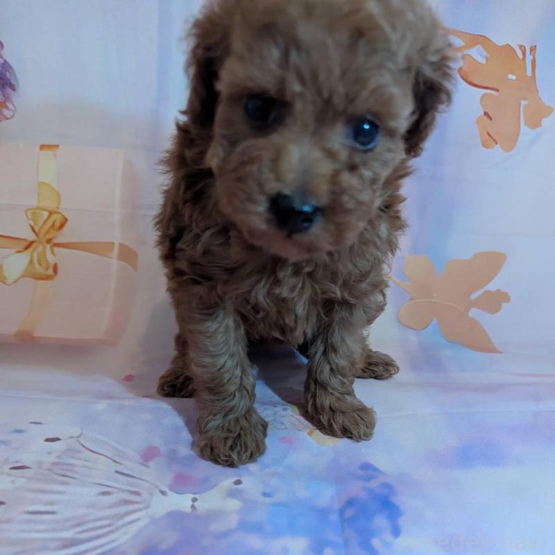 販売中の徳島県のタイニープードル-438173