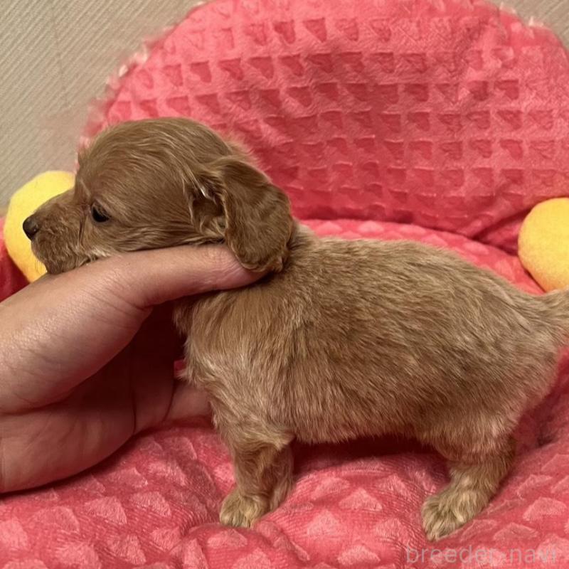 販売中の福岡県のダップー:ミニチュアダックスフンド×トイプードル-438175の6枚目