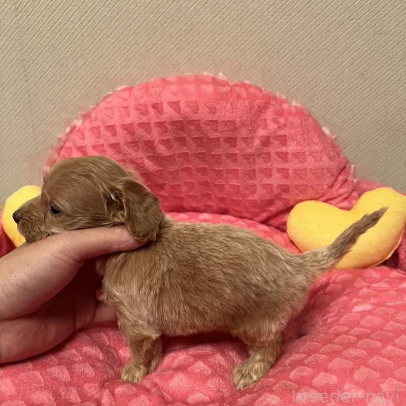 販売中の福岡県のダップー:ミニチュアダックスフンド×トイプードル-438175の4枚目