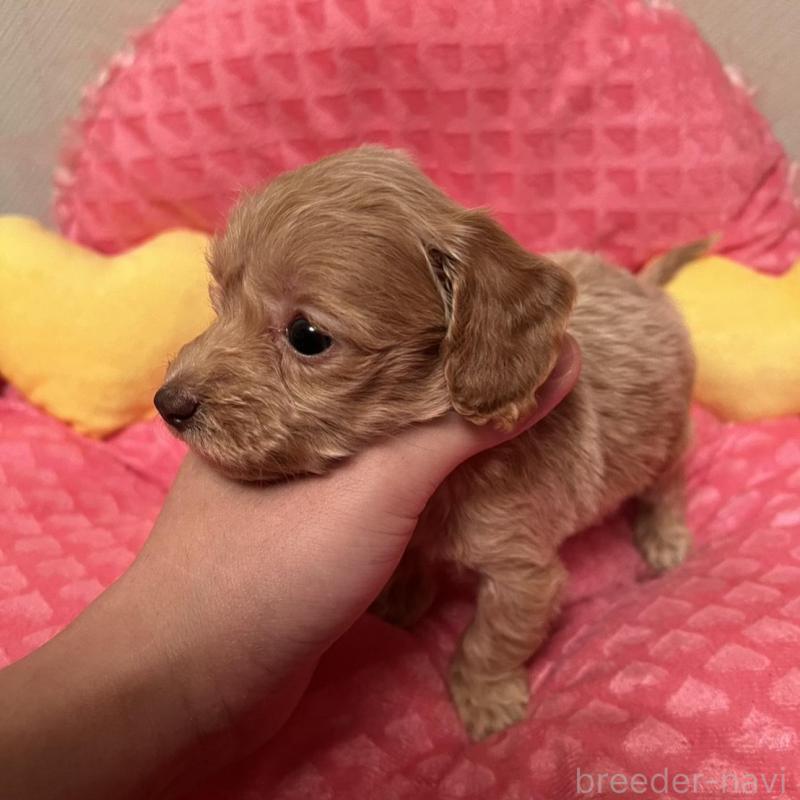 販売中の福岡県のダップー:ミニチュアダックスフンド×トイプードル-438175の3枚目