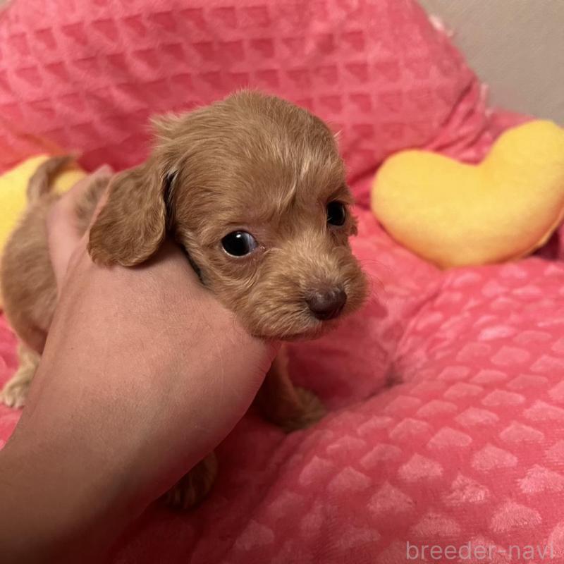 販売中の福岡県のダップー:ミニチュアダックスフンド×トイプードル-438175の2枚目