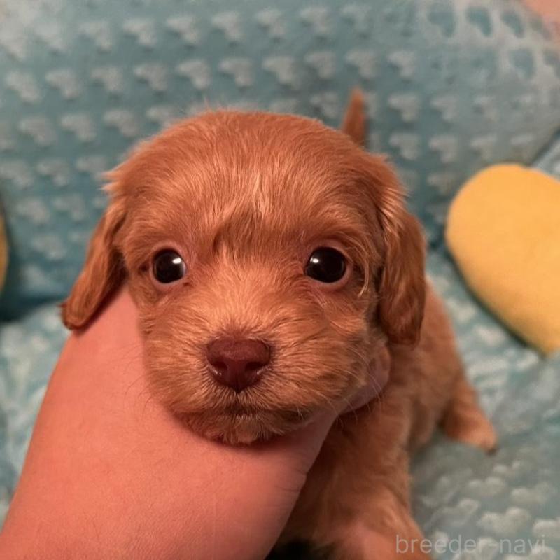 販売中の福岡県のダップー:ミニチュアダックスフンド×トイプードル-438176の1枚目